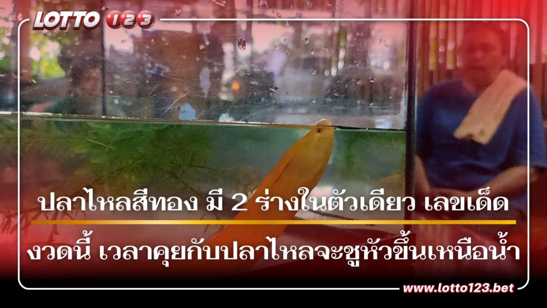 ปลาไหลสีทอง มี 2 ร่างในตัวเดียว เลขเด็ดงวดนี้ เวลาคุยกับปลาไหลจะชูหัวขึ้นเหนือน้ำ