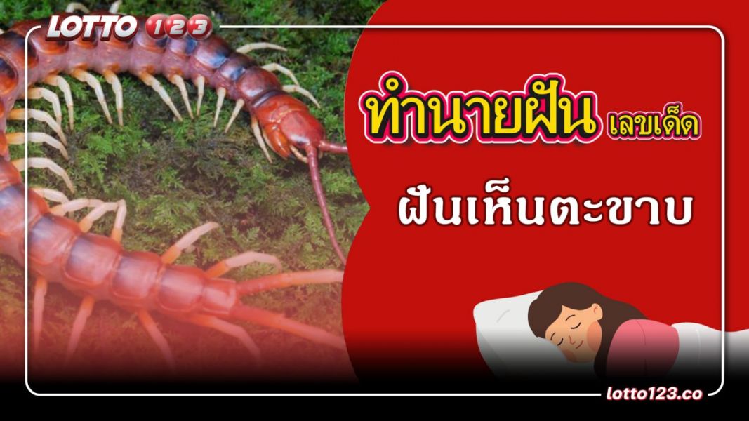 ฝันเห็นตะขาบ ทำนายฝันเหตุการณ์ความฝันแบบนี้มีความหมายว่าอย่างไร พร้อมเลขมงคลนำโชค