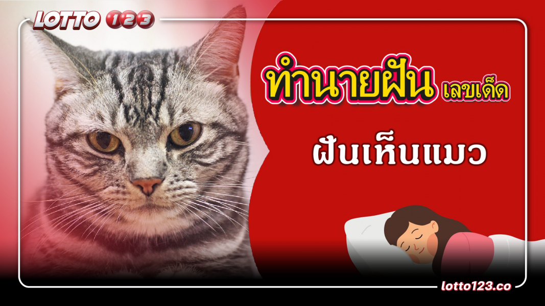 ฝันเห็นแมว ทำนายฝันเหตุการณ์ความฝันแบบนี้มีความหมายว่าอย่างไร พร้อมเลขมงคลนำโชค