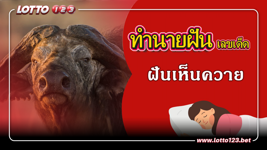 ฝันเห็นควาย ทำนายฝันเหตุการณ์ความฝันแบบนี้มีความหมายว่าอย่างไร พร้อมเลขมงคลนำโชค