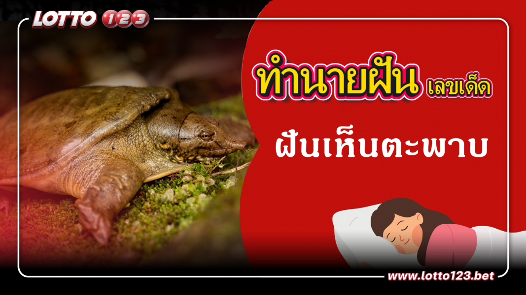 ฝันเห็นตะพาบ ทำนายฝันเหตุการณ์ความฝันแบบนี้มีความหมายว่าอย่างไร พร้อมเลขมงคลนำโชค